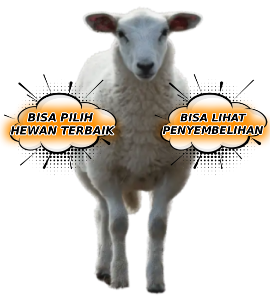 Kambing Ajip Aqiqah